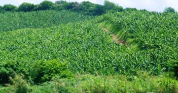 La FDSEA demande le retour à l’épandage aérien et la sauvegarde de la filière banane