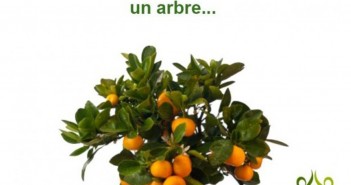 L’entreprise c’est comme un arbre